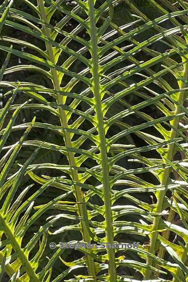 blechnum gibbum 9 graphic